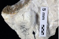 Foto (Detailansicht) von Cracensigillatus acutirostris (Moericke, 1889) (NHMW-GEO-1990-0041-0472)